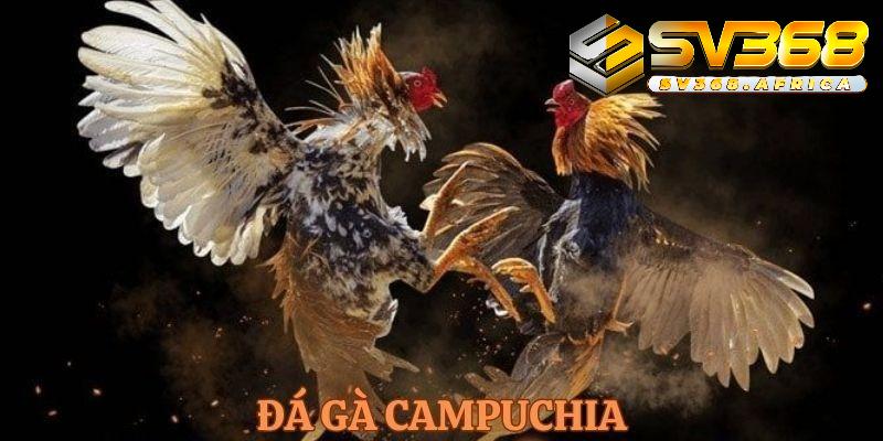 Đá gà Campuchia